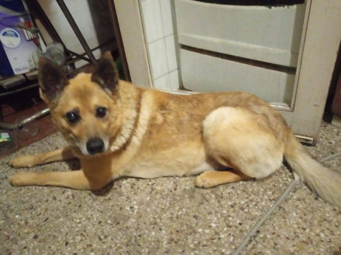 Lobito